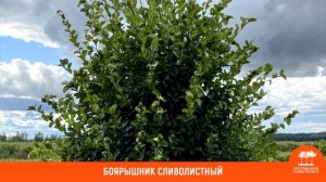 Выбираем растения для садов природного типа с Еленой Ткаченко