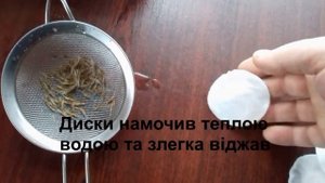 Катальпа бигнониевидная - проращивание. Попытка № 1.
