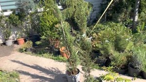 Разведение кипарисов на Северном Кавказе