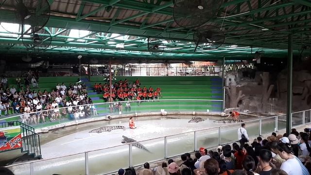 Крокодил съел дрессировщика ??? смотреть онлайн