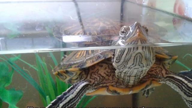 Сколько живут черепахи: продолжительность жизни водных и сухопутных