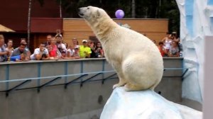 Забавный Белый медведь. Polar bear.