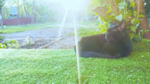 почему кошки мурлычут и  польза мурлыканья для человека