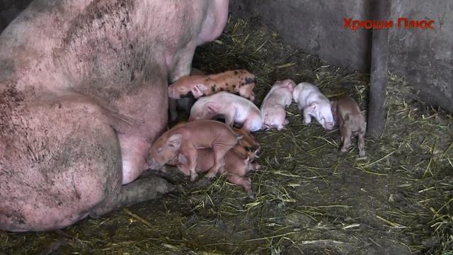 ДОЛГОЖДАННЫЙ ПРИПЛОД ПОРОСЯТ ПОРОДЫ ДЮРОК.ОБЗОР МОЕГО ХОЗЯЙСТВА! смотреть онлайн