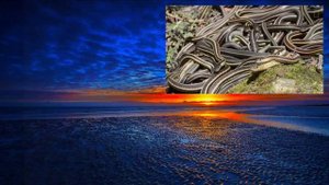 Место где очень много подвязочных змей