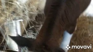 Что у коровы с выменем? Телочке два месяца, сколько весит... И как кормим!