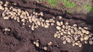 Огромный урожай картофеля от Тайфуна Польского.