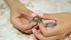 Сколько лет нашим черепахам?) Ответ здесь)