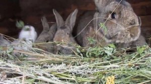 Разведение кроликов калифорнийской породы в ЛПХ вне помещения