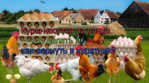 Куры несутся на улице – что делать и как вернуть в курятник