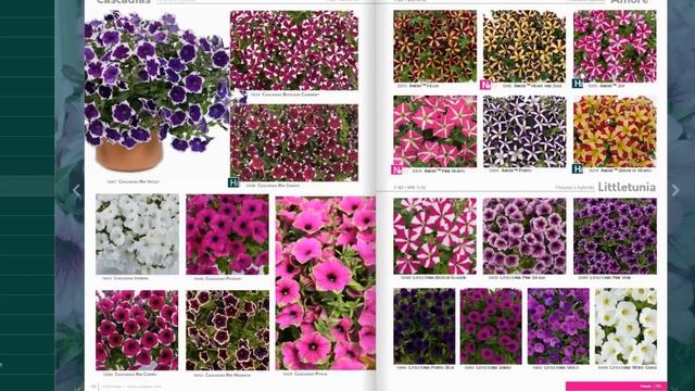 КАСКАДНЫЕ ПЕТУНИИ и СУПЕРТУНИИ. смотреть онлайн