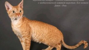 С ЧЕГО НАЧАТЬ ВЫБОР КОТЁНКА ?ВЫБИРАЕМ ПОРОДУ КОШКИ !
