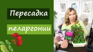 Пересадка пеларгонии
