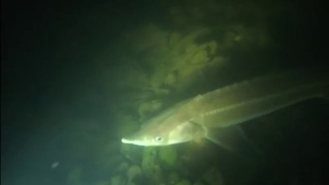 Ока | Подводные просторы России смотреть онлайн