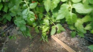 малина,маргарита,марастар,нантахала,рубифол и др.