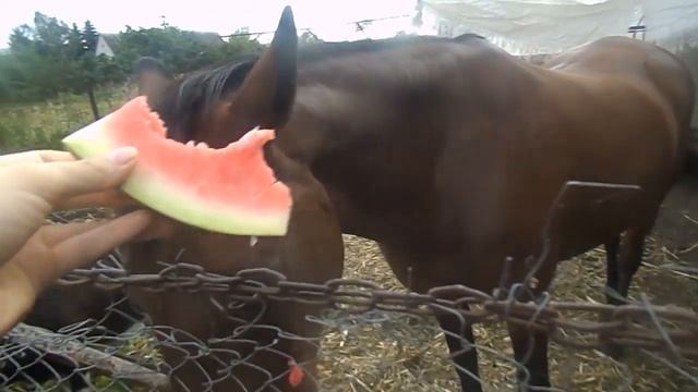 Чисто арабский скакун есть арбуз с рук. смотреть онлайн