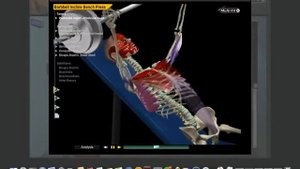 Наглядная биомеханика - Разбираем большую грудную мышцу