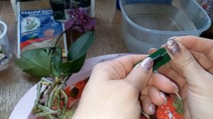 ?Пересадка мини-орхидеи после покупки?#орхидеи #пересадкаорхидеи