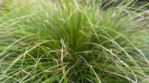 ЗЛАКИ: КРАСОТА В САДУ ИЛИ СОРНЯК НА УЧАСТКЕ?