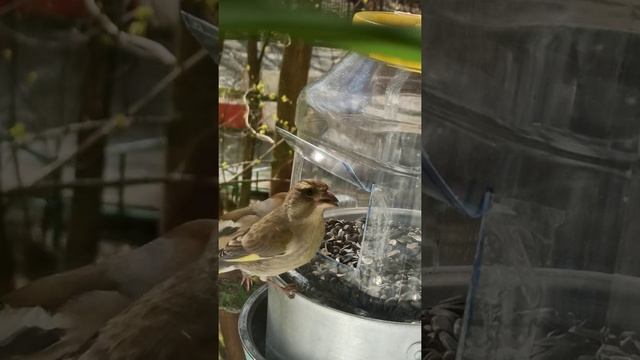 Танец птиц ( вокруг кормушки дубонос, снегири, зеленушки) смотреть онлайн