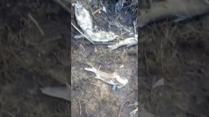 Все рыбы на уваровском пруду выме
рла