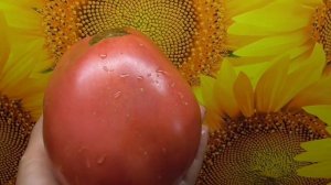 Минусинские томаты бьют рекорды! Томат Властелин Минусинский - огромные плоды из томатного "мяса"!