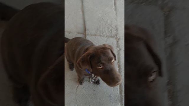 Лабрадор. Учимся отдавать и приносить мячик. смотреть онлайн