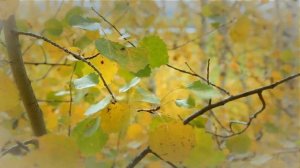 Сергей Есенин "Душа грустит о небесах..." читает Ирина Нечаева.