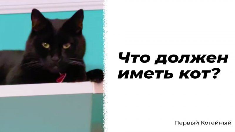 Что должен иметь кот? ?