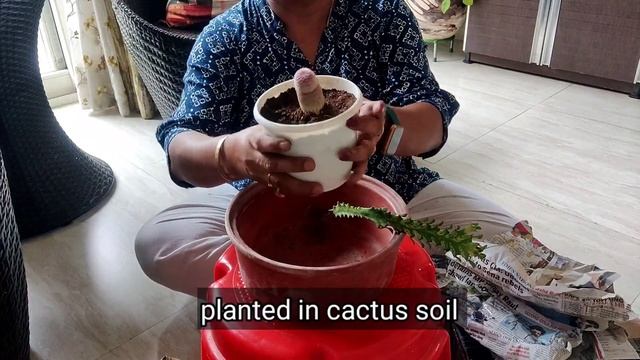 Unboxing of Euphorbia mayurnathanii variegated and Echinocereus rigidissimus смотреть онлайн