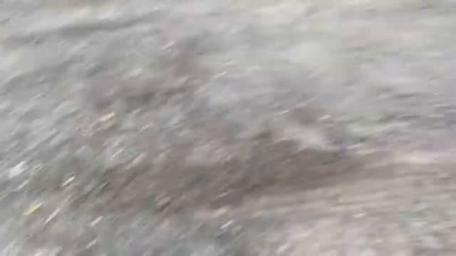 Медведь залез в большой мусорный контейнер смотреть онлайн