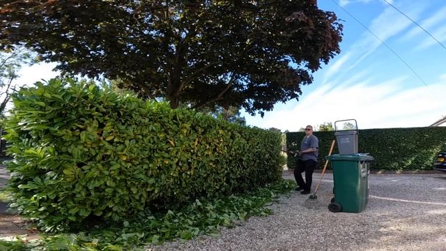Trimming A CHERRY LAUREL Prunus Laurocerasus Hedge смотреть онлайн