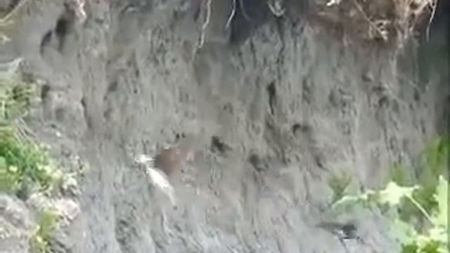 Ластівки кормлять пташенят_Educational movie is used on batrachos.com