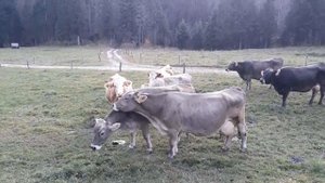 альпийские коровки