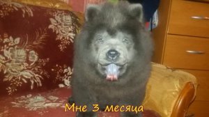 Щенок Чау-Чау голубого окраса (1 - 5 мес)