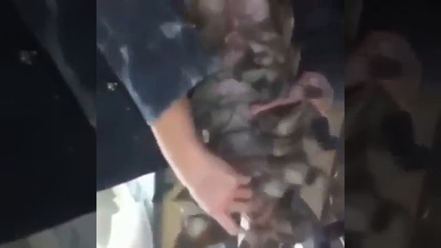 МОРСКОЙ ТАРАКАН КАКИЕ ЭМОЦИИ ВЫЗЫВАЕТ ЭТО У ВАС смотреть онлайн