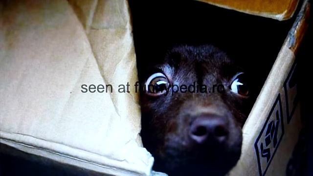 Птичий рынок Смешались звуки Виктор Плешаков Ёж Читает Е. Казанцева смотреть онлайн