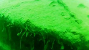Озеро Рица.  Взгляд под воду (Видео Турист)