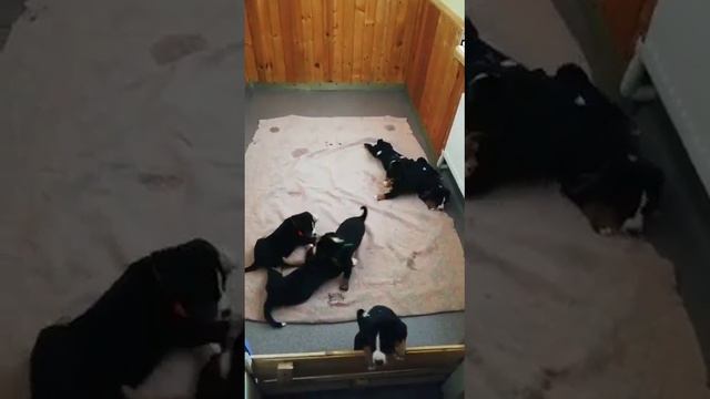 уже играем без мамы ) смотреть онлайн