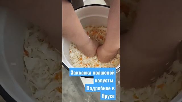 Закваска будущей квашеной капусты