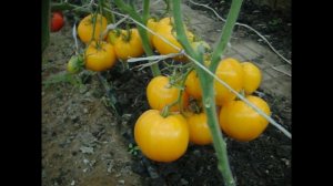 Томат Сердце Дездемоны