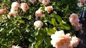 Роза  Elizabeth Stuart, роза для каждого сада.