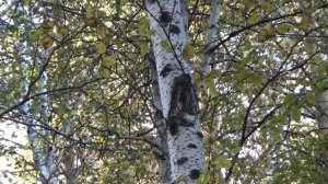 Охота на рябчика на манок Чемпион. Самец рябчика и самка рябчика CZ455  .22lr