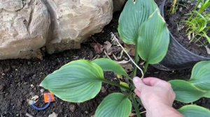 Комнатные цветы во дворе и в доме. Обзор.