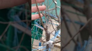 Многосортовое дерево хурмы в зимний период. г. Николаев.