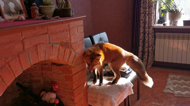 Лисы умнее, чем нам кажется смотреть онлайн