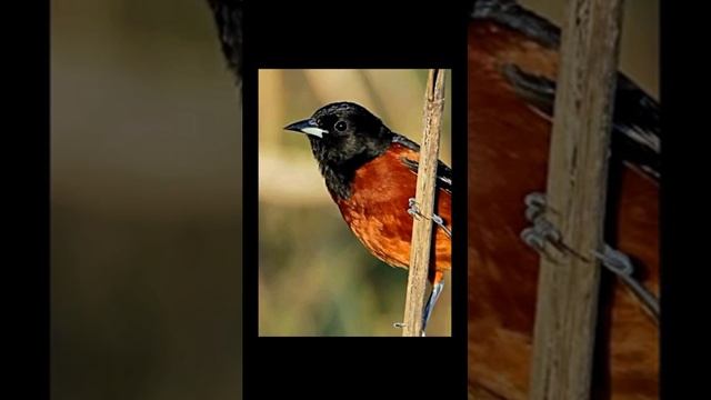 Утренние звуки природы у реки