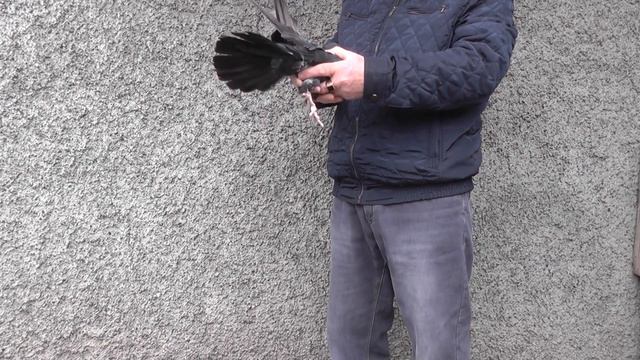 Голуби СВГ Февраль 2024 г. смотреть онлайн