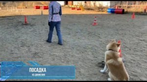 Дрессировка щенка Акита-ину. Иваново Кинологическая площадка