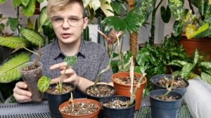 ?ИХ ВЫКИНУЛИ!!! Срочная реанимация Редкого Филодендрона